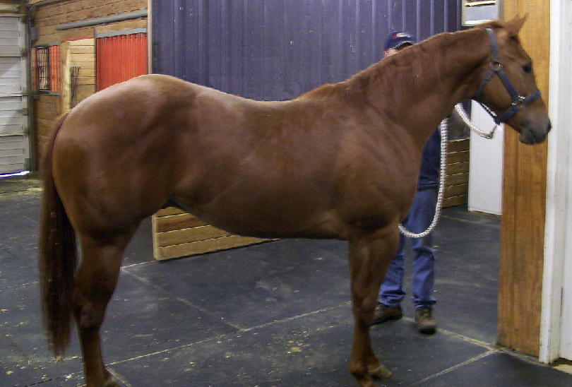 Castlemaster Yearling